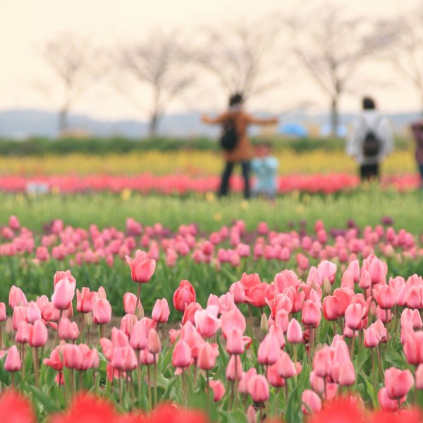 佐倉ふるさと広場