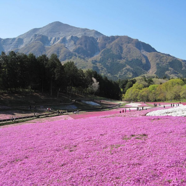 羊山公園