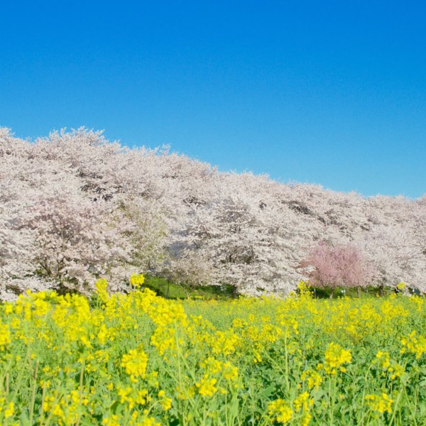 権現堂公園の桜堤